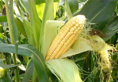 На Ставрополье не боятся экспериментировать: эксперты оценили два урожая кукурузы, которые вырастили в регионе за одно лето