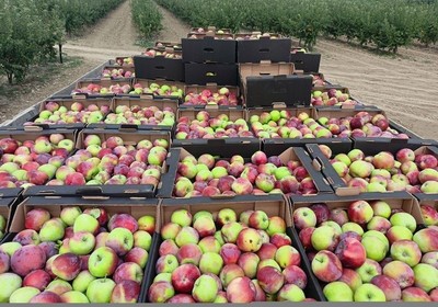 Импортозамещение в действии: на Ставрополье вновь собран рекордный урожай яблок