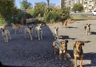 Эксперт: нерешенная проблема с бродячими собаками в Астрахани несет политические риски для Бабушкина